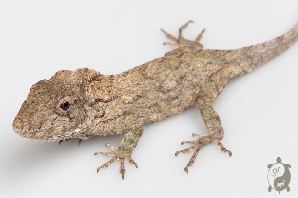 Faux caméléon de Cuba - Anolis barbatus - Couple