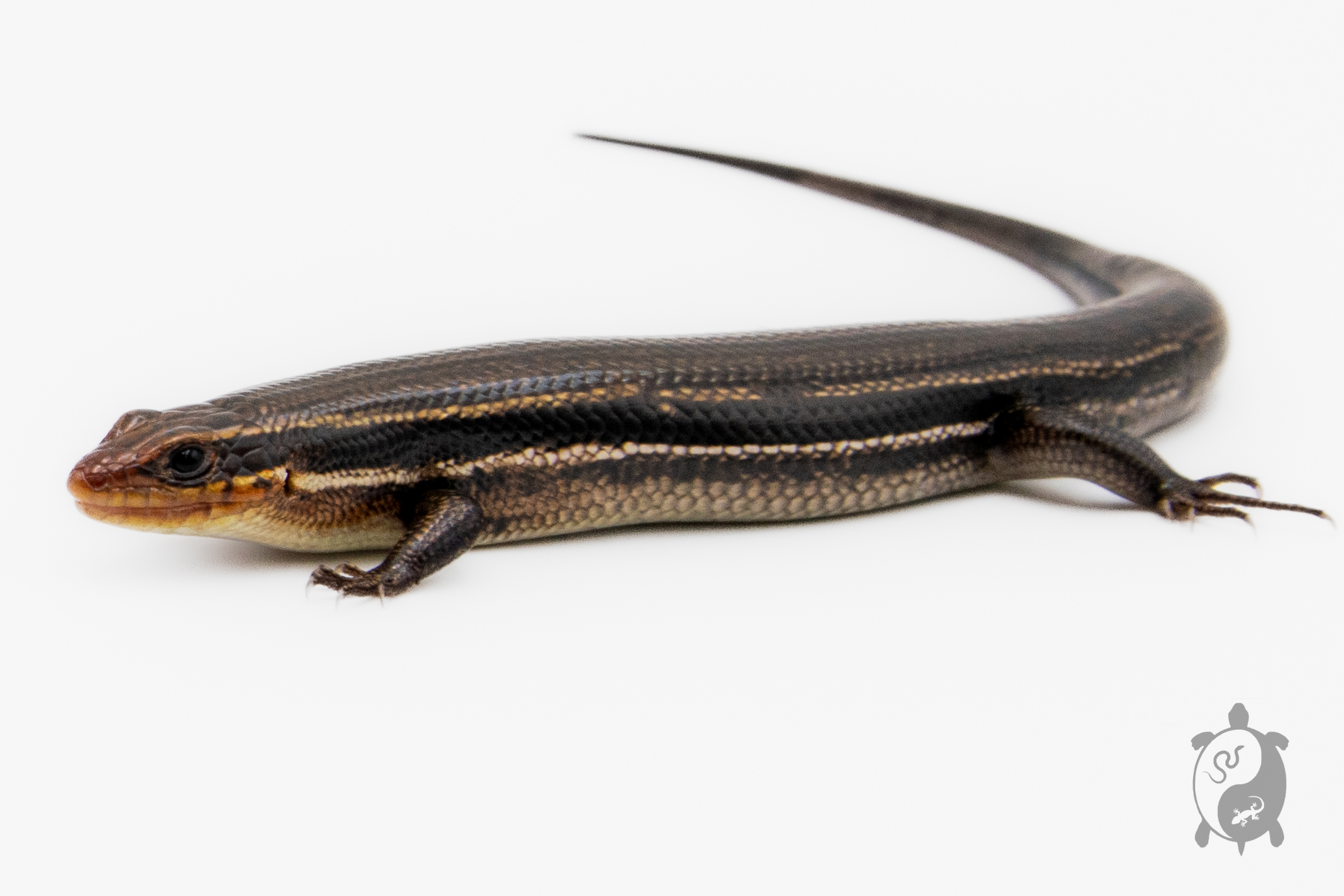 плайстатион