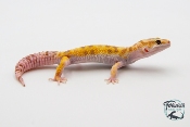 EM33 - Gecko Léopard - Eublepharis Macularius Tremper - Mâle
