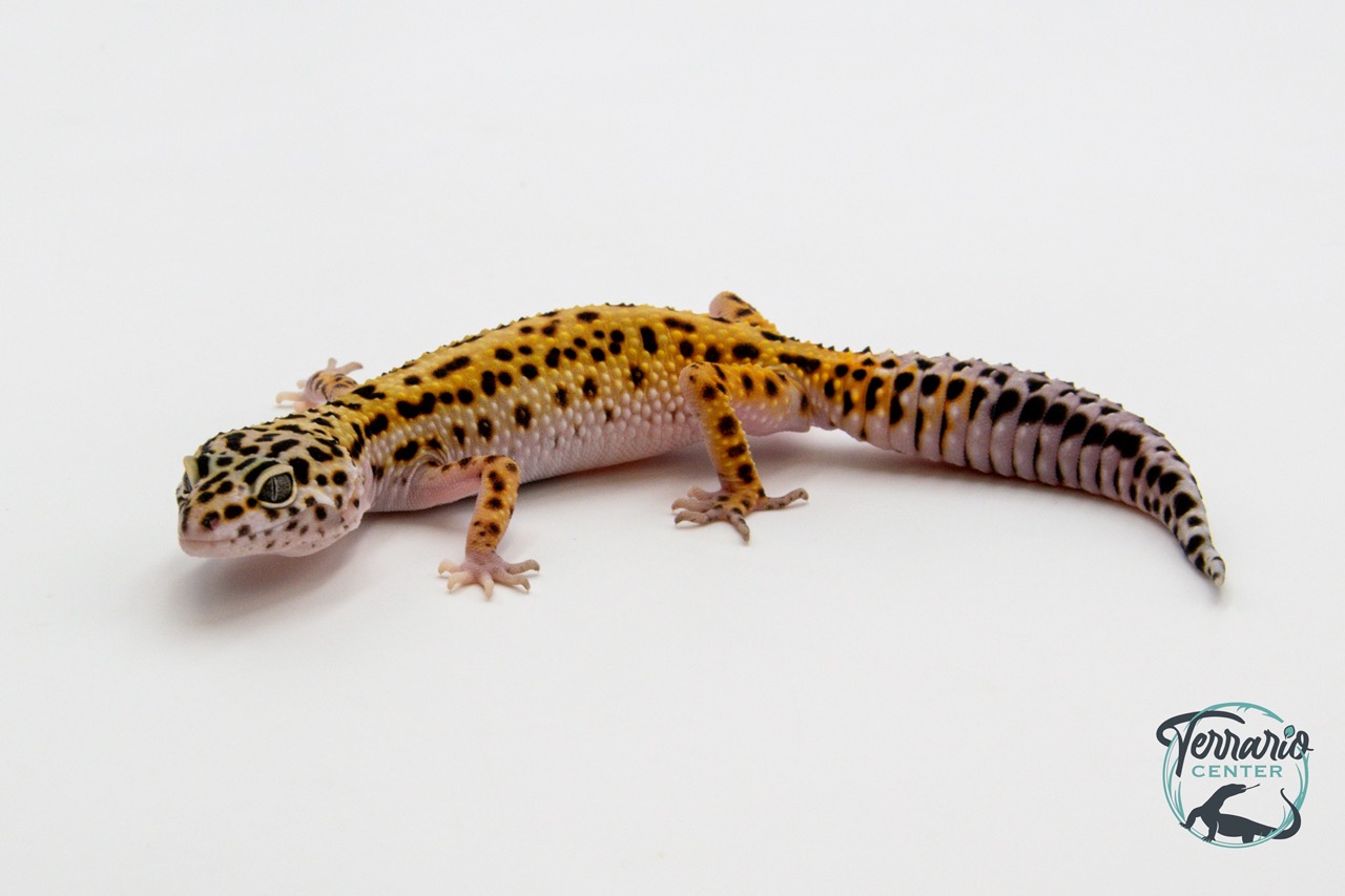 EM42 - Gecko Léopard - Eublepharis Macularius Stripe - Femelle