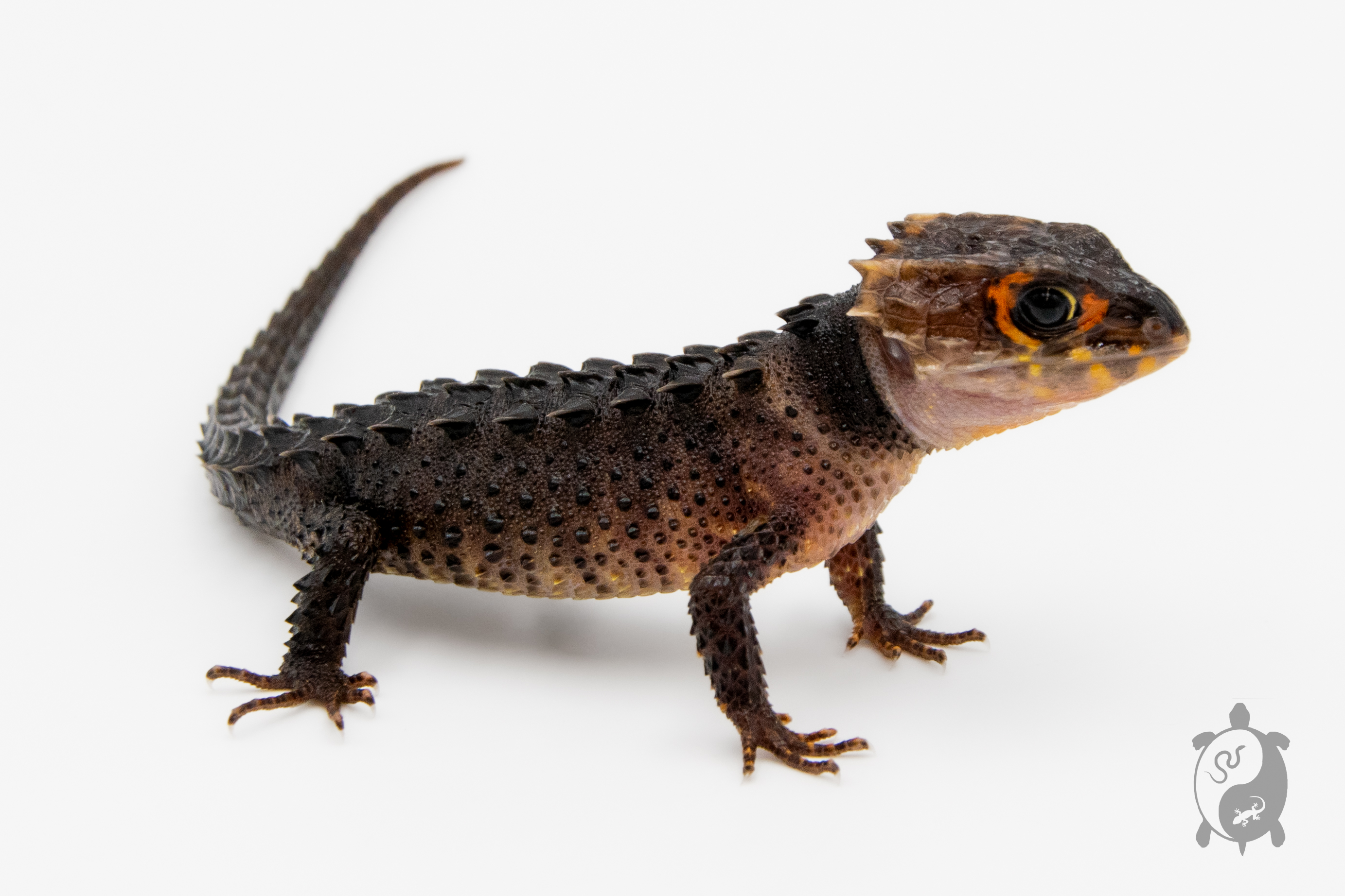 Tribolonotus gracilis