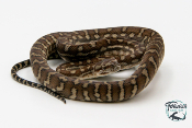 Morelia bredli - Python tapis du centre