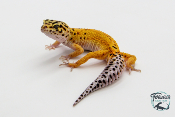 EM36 - Gecko Léopard - Eublepharis Macularius Tangerine - Mâle
