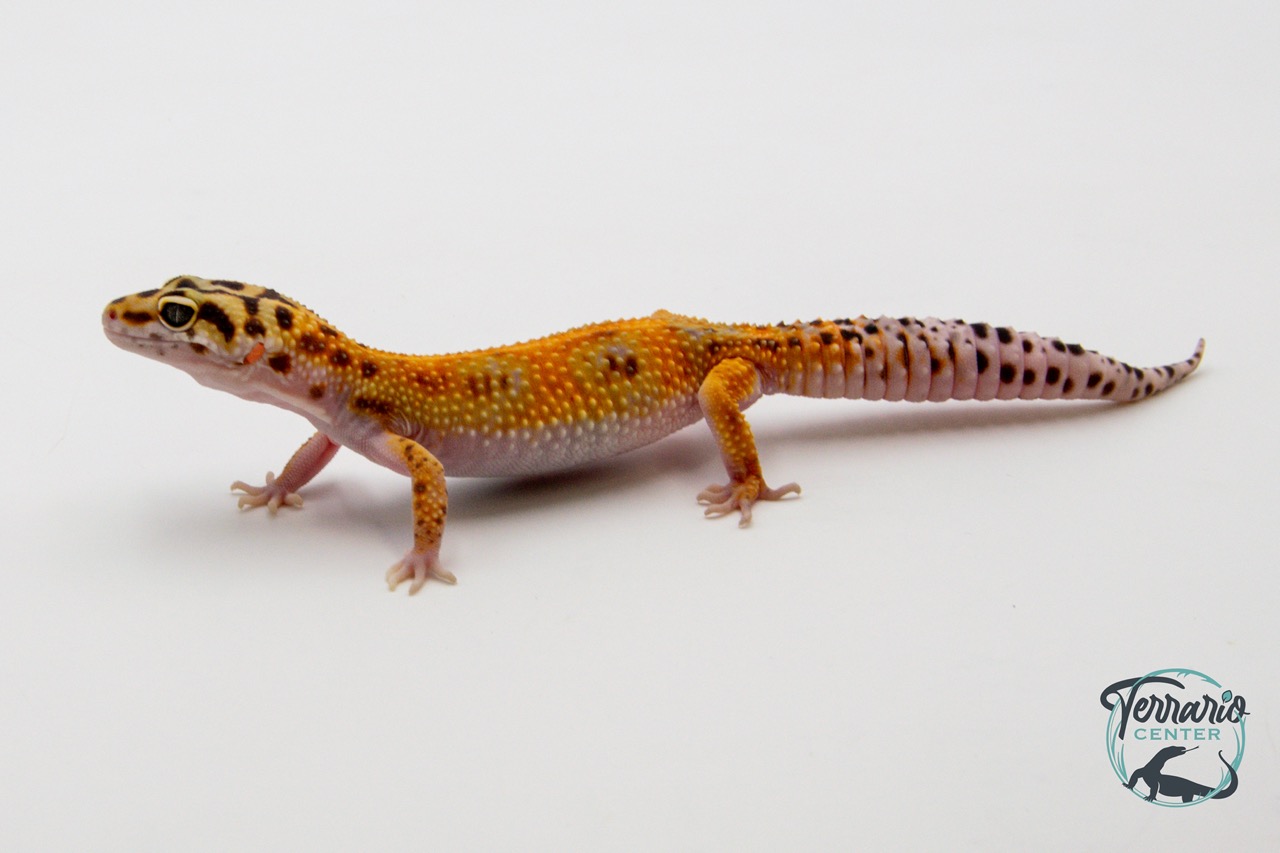 EM37 - Gecko Léopard - Eublepharis Macularius Tangerine - Femelle