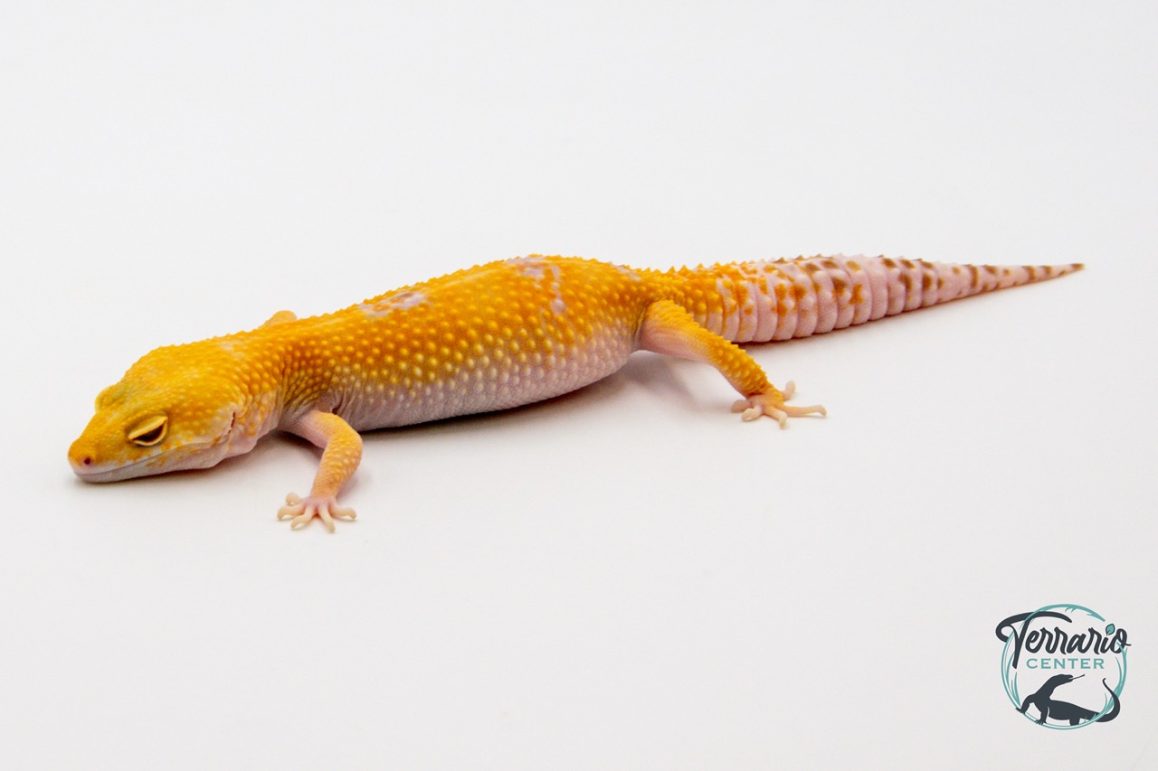 EM65 - Gecko Léopard - Eublepharis Macularius Sunglow - Femelle