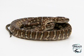 Morelia bredli - Python tapis du centre