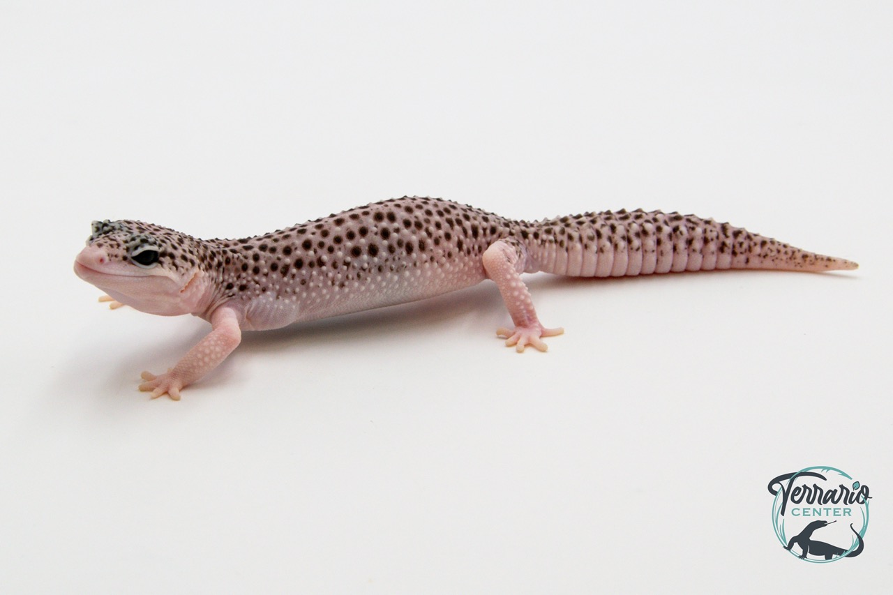 EM56 - Gecko Léopard - Eublepharis Macularius Total Eclipse - Femelle 