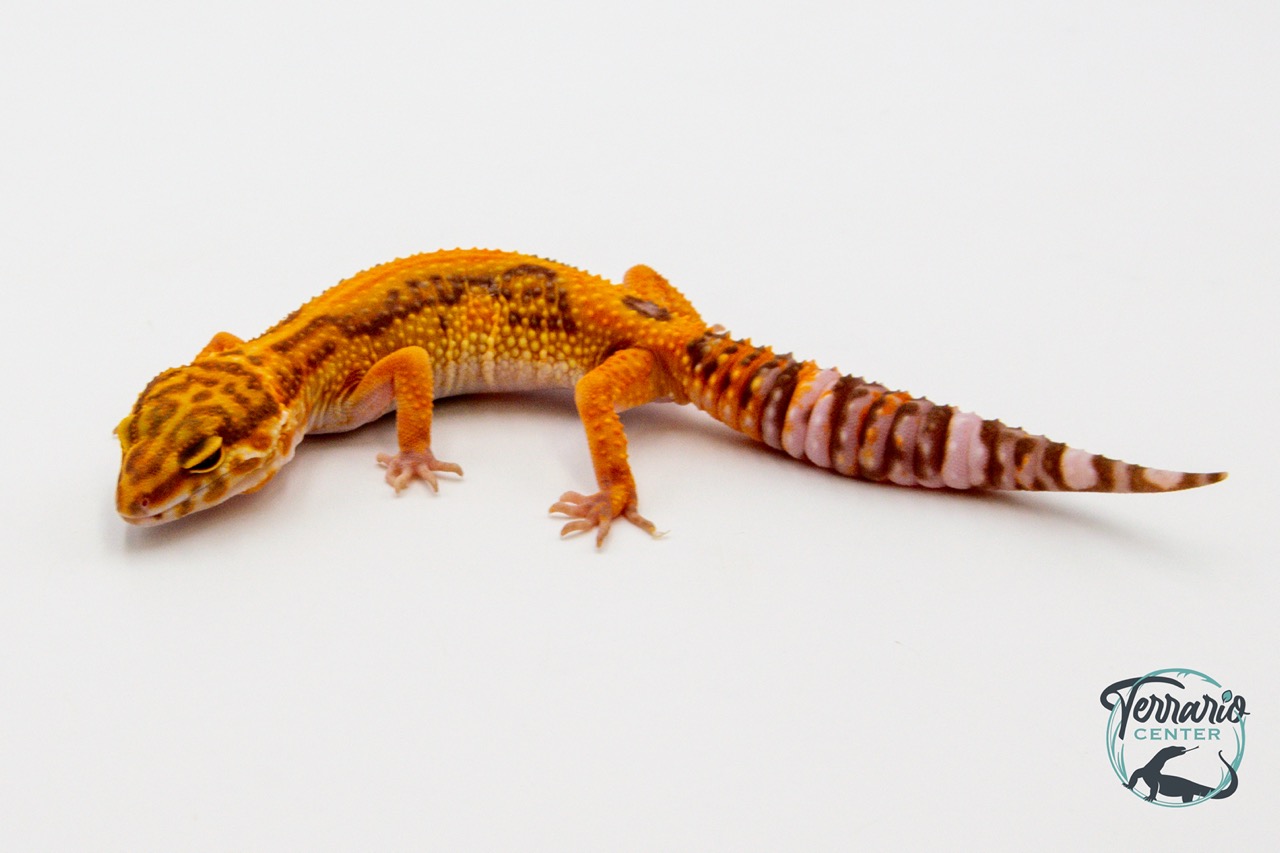EM59 - Gecko Léopard - Eublepharis Macularius Tangerine Tremper - NC