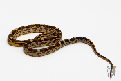 Serpent des blés - Pantherophis guttatus Caramel Motley