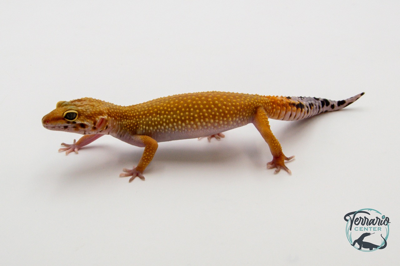 EM44 - Gecko Léopard - Eublepharis Macularius Tangerine - Femelle