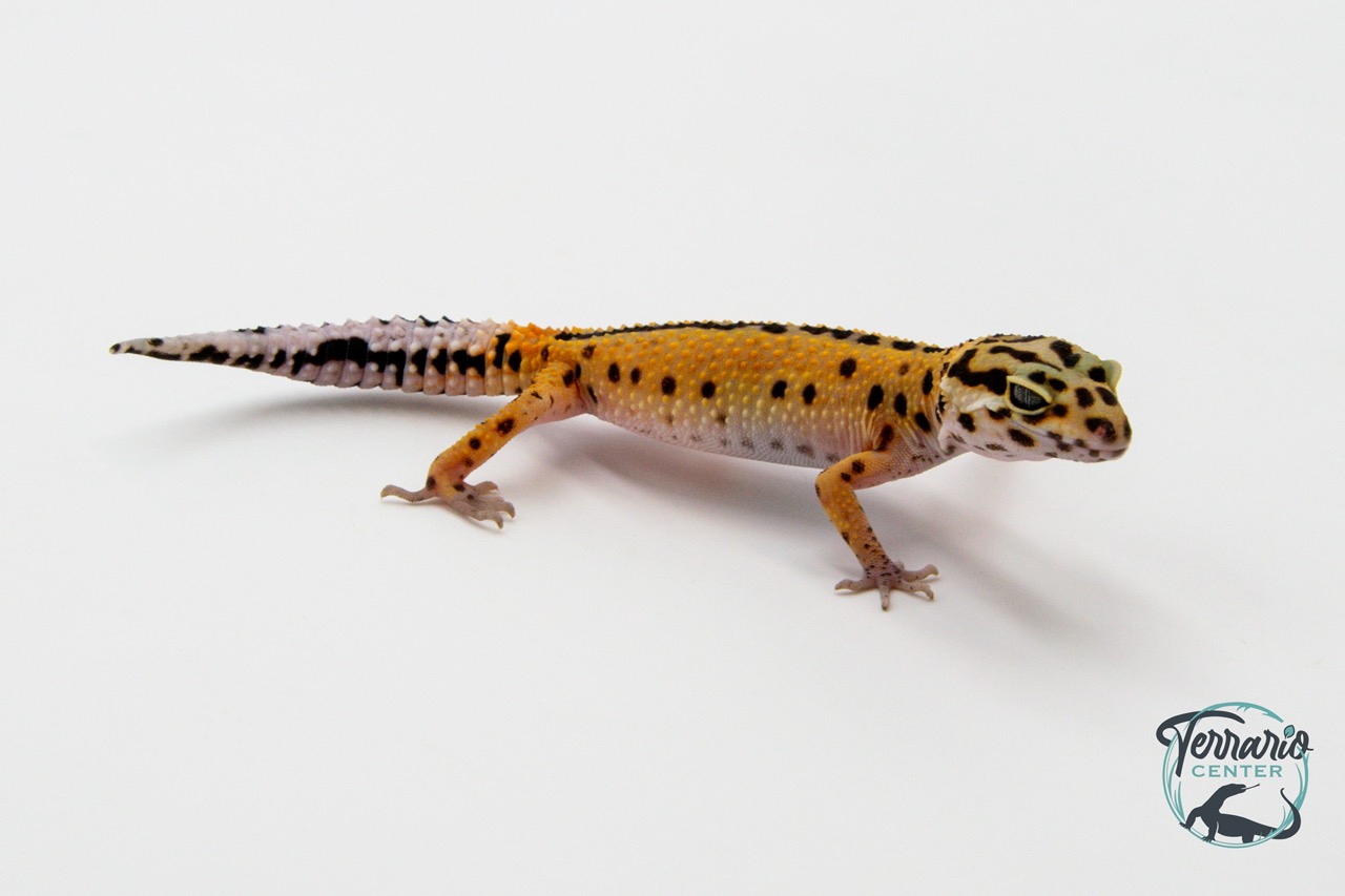 EM51 - Gecko Léopard - Eublepharis Macularius Stripe - NC