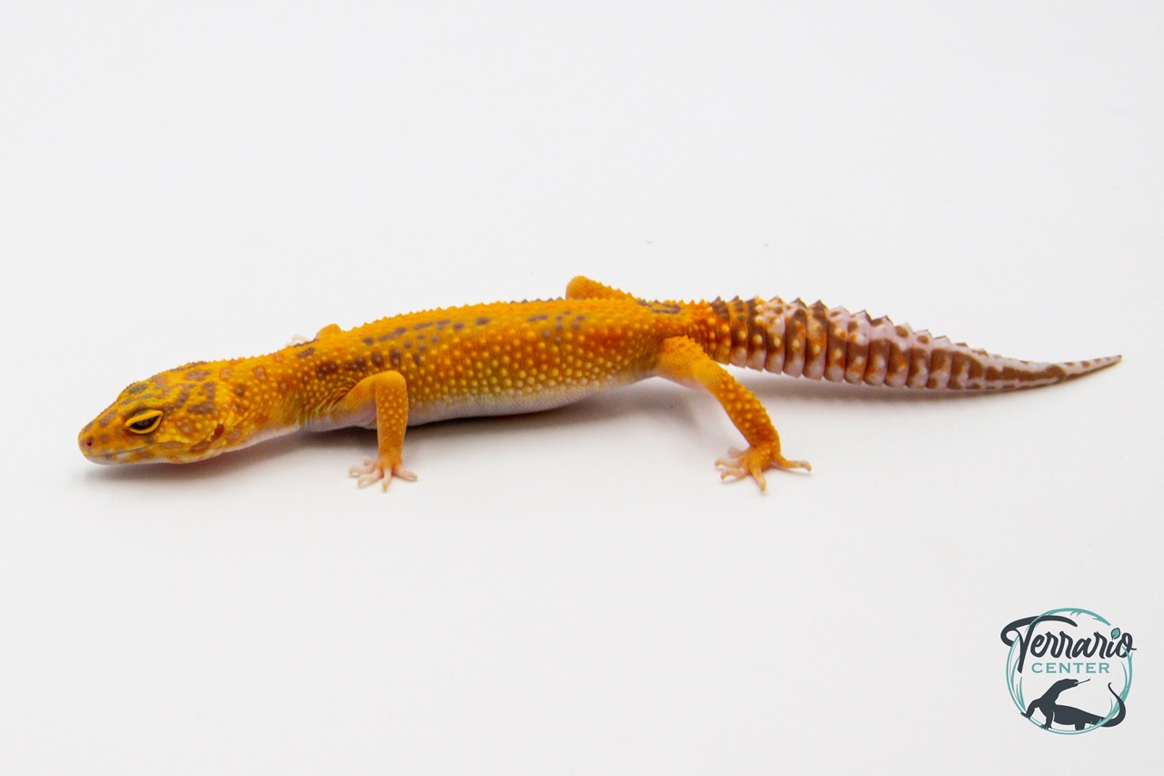 EM43 - Gecko Léopard - Eublepharis Macularius Tangerine Tremper - Femelle