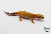 EM44 - Gecko Léopard - Eublepharis Macularius Tangerine - Femelle