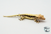 Correlophus ciliatus Lily White - Gecko à crête - Mâle -  250228500118621