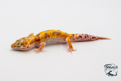 EM29 - Gecko Léopard - Eublepharis Macularius Tremper - NC