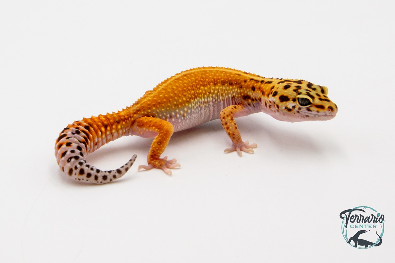 EM39 - Gecko Léopard - Eublepharis Macularius Tangerine - Femelle