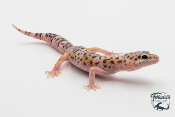 EM53 - Gecko Léopard - Eublepharis Macularius Snow - NC