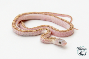 Pantherophis obsoletus Licorice - Serpent ratier