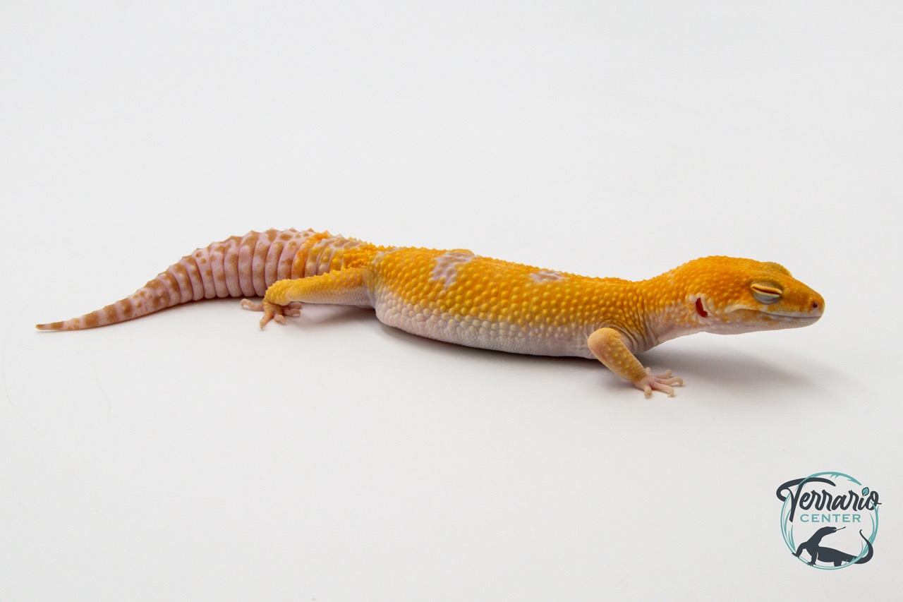 EM62 - Gecko Léopard - Eublepharis Macularius Sunglow - Mâle