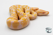 Python royal - Python regius Albinos