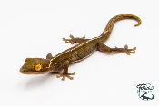 Gekko vittatus - Gecko ligné