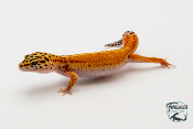 EM39 - Gecko Léopard - Eublepharis Macularius Tangerine - Femelle