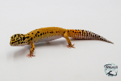 EM54 - Gecko Léopard - Eublepharis Macularius Tangerine - Femelle 