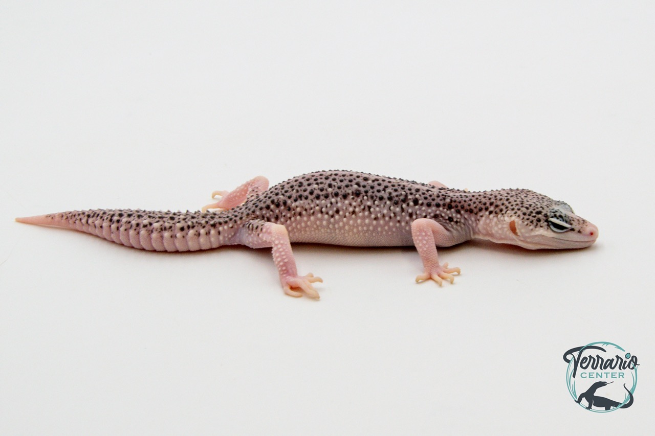 EM58 - Gecko Léopard - Eublepharis Macularius Total Eclipse - Femelle 