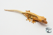 Correlophus ciliatus Lily White - Gecko à crête - Femelle -  250228500118685