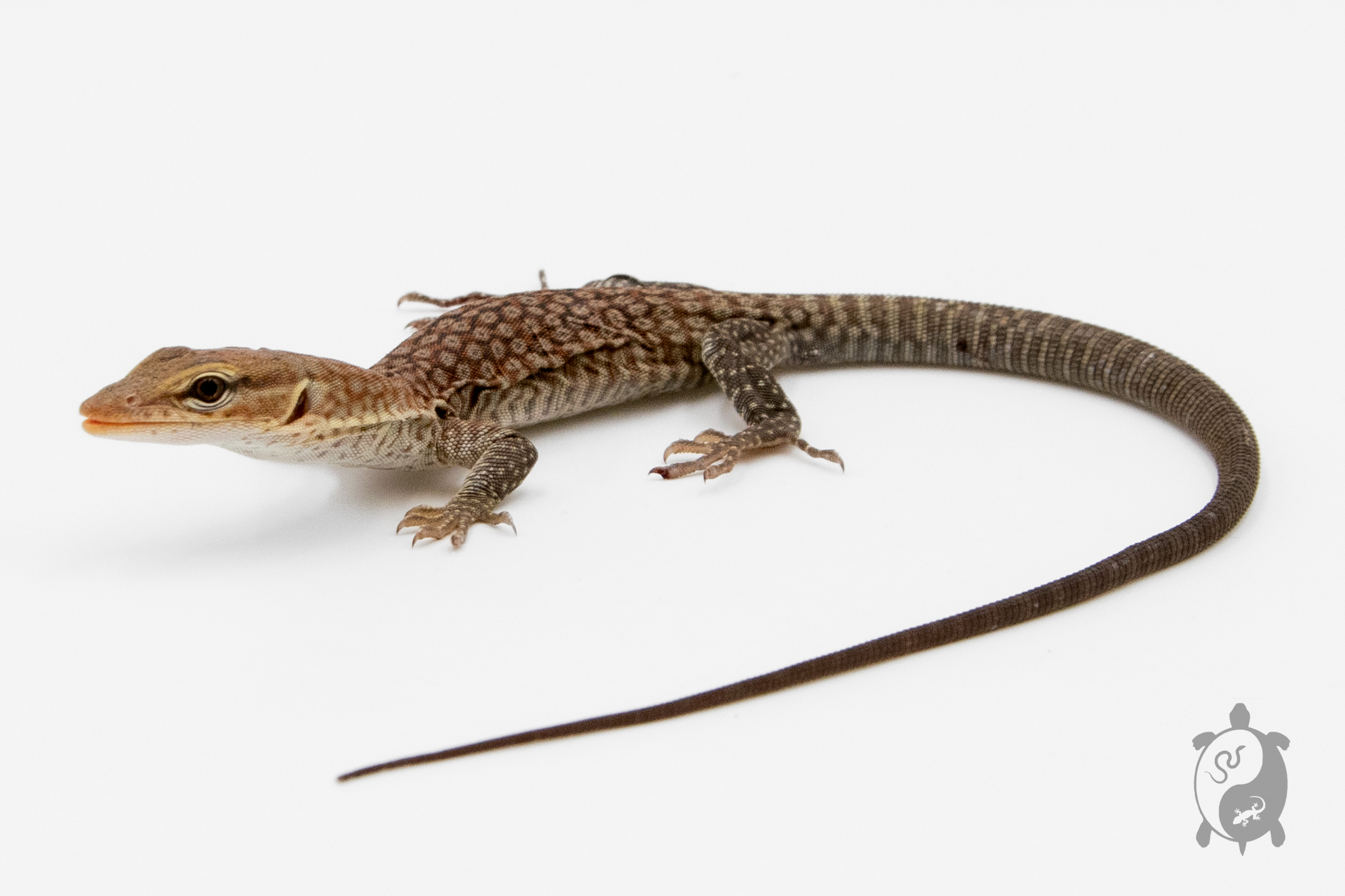 Varanus tristis tristis