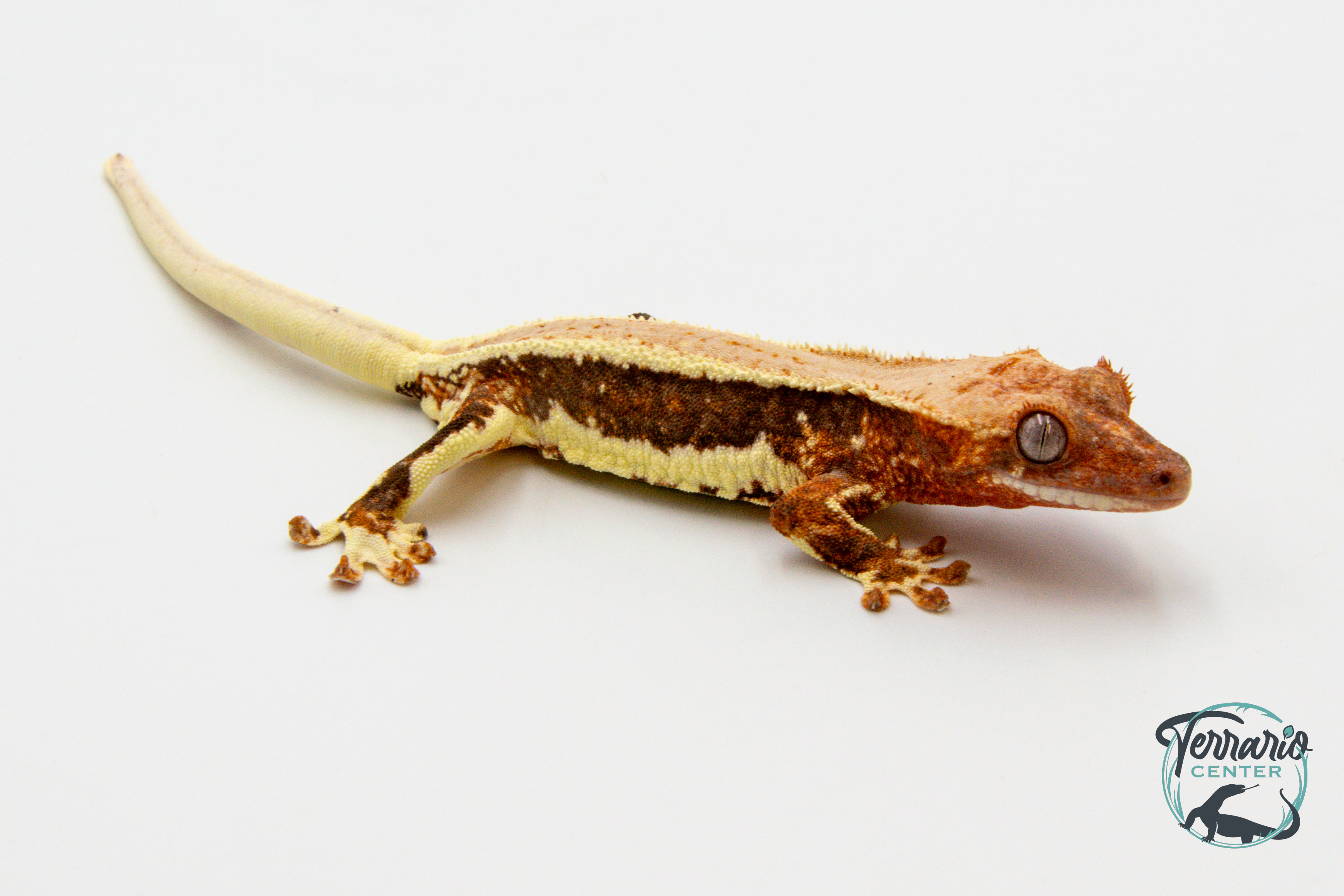 Correlophus ciliatus Lily White - Gecko à crête - Non sexé -  250228500118613