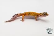 EM37 - Gecko Léopard - Eublepharis Macularius Tangerine - Femelle