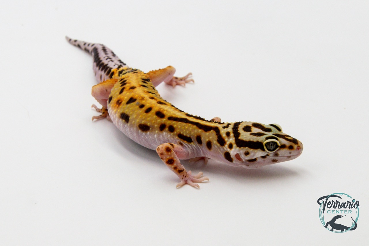 EM41 - Gecko Léopard - Eublepharis Macularius Stripe - Femelle