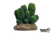 Cactus 13 - 12x12x13cm