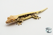 Correlophus ciliatus Lily White - Gecko à crête - Mâle -  250228500118621