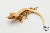 Correlophus ciliatus Lily White - Gecko à crête - Femelle -  250228500118597