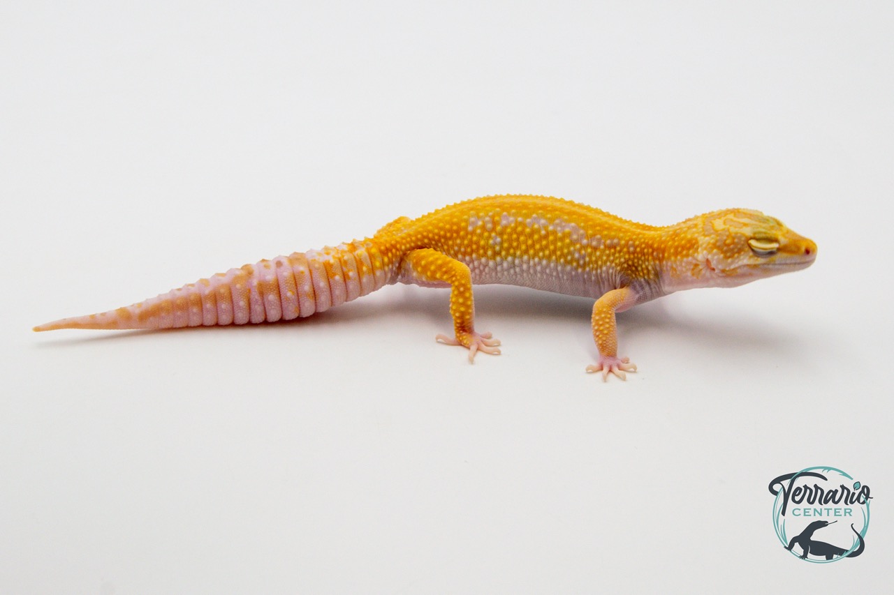 EM66 - Gecko Léopard - Eublepharis Macularius Stripe Tremper - Femelle