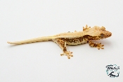 Correlophus ciliatus Lily White - Gecko à crête - Femelle -  250228500118597