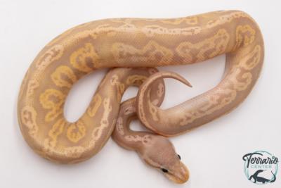 Python royal - Python regius Banana Black Pewter