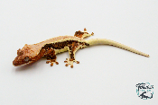 Correlophus ciliatus Lily White - Gecko à crête - Non sexé -  250228500118613