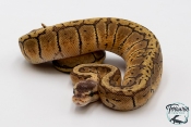 Python royal - Python regius Lemon Blast