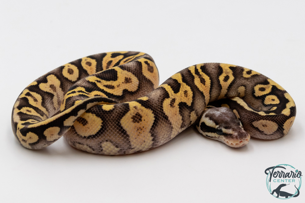 Python royal - Python regius Super Pastel Orange Dream