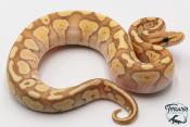 Python royal - Python regius Banana Butter