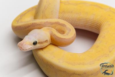 Python royal - Python Regius Vanilla Scream Lesser Pinstripe