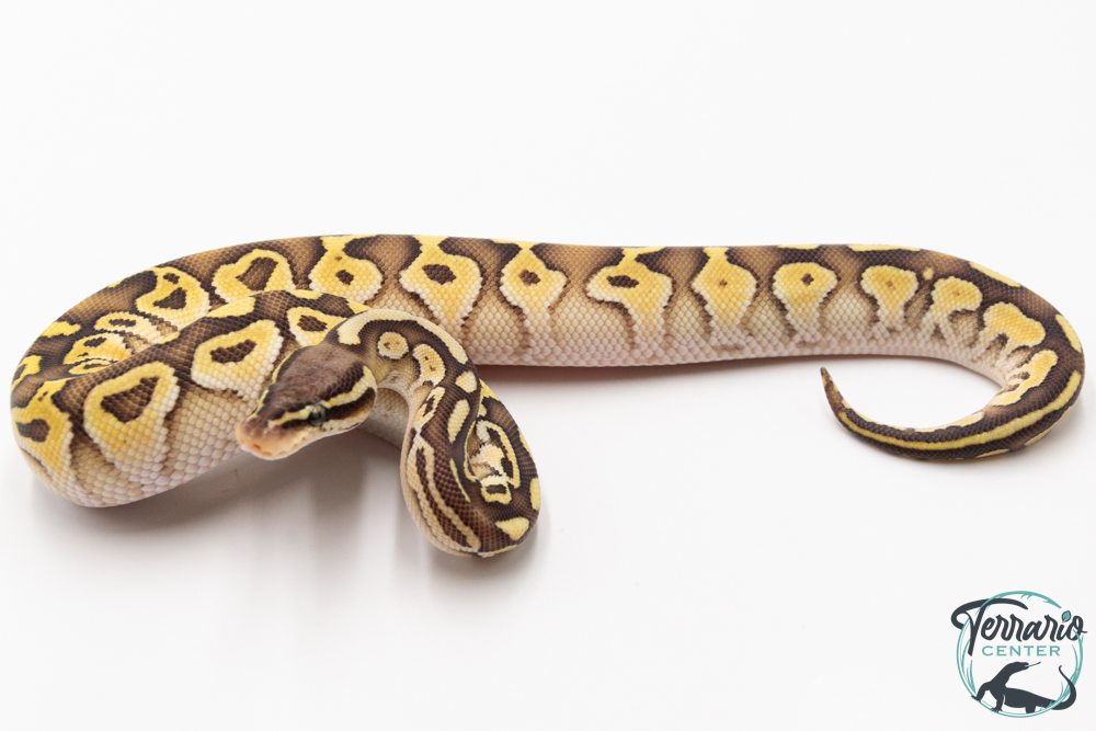Python royal - Python regius Butter Pastel