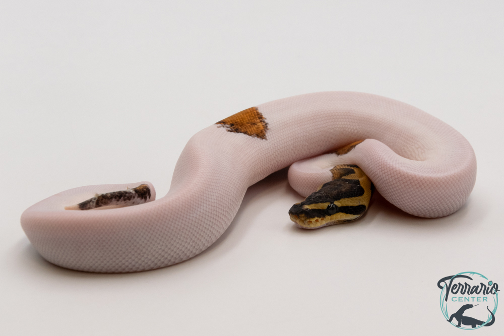 Python royal - Python regius Piebald Sugar