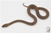 Antaresia childreni - Python de Children