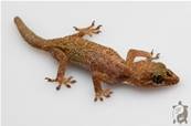 Hemidactylus brookii - Hémidactyle de Brook