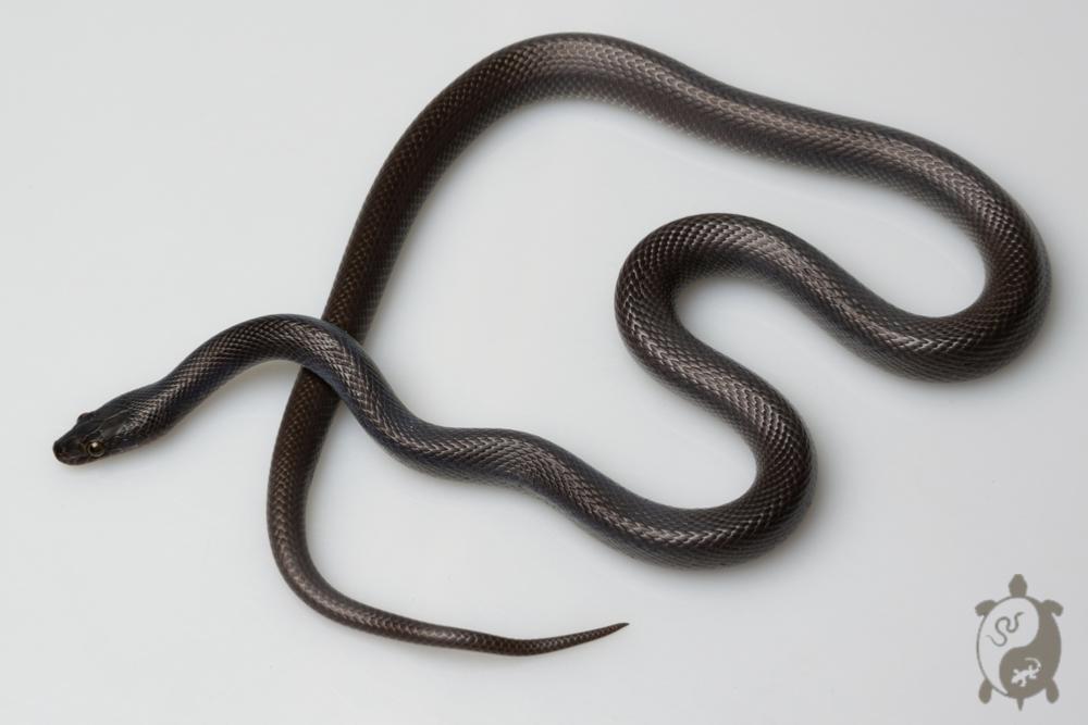 Boaedon fuliginosus Black Sub/Adulte - Serpent des maisons africain