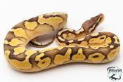 Python royal - Python regius Butter Pastel Yellow Belly